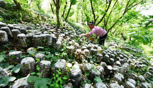 貴州劍河：林下木耳喜迎豐收 綠水青山變“金山”