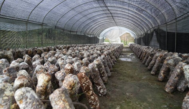 云南：威信縣加快推進(jìn)食用菌基地建設(shè)