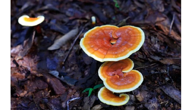 江蘇連云港：云臺(tái)山景區(qū)林下種植靈芝成功