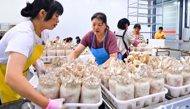 江西安遠(yuǎn)：食用菌上市供應(yīng)足