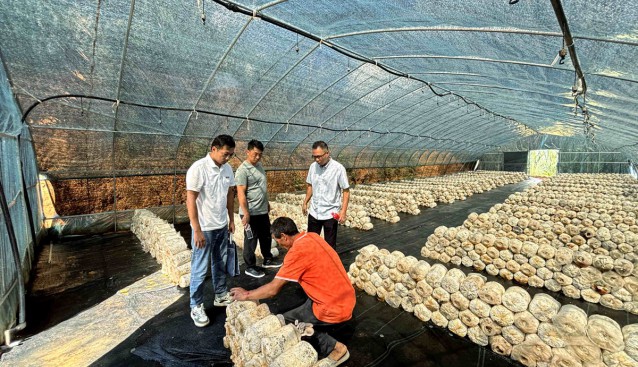 云南鳳慶縣雪山鎮(zhèn)：發(fā)揮菌草優(yōu)勢，發(fā)展食用菌種植