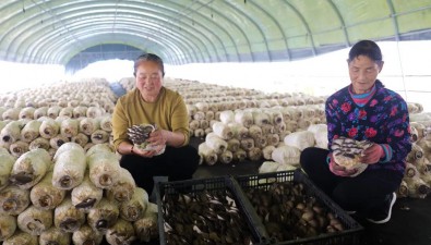 河北平泉柳溪鎮(zhèn)：發(fā)展食用菌產業(yè)助力鄉(xiāng)村振興“垛式”模式栽培秀珍菇，30萬斤收入達90多萬元